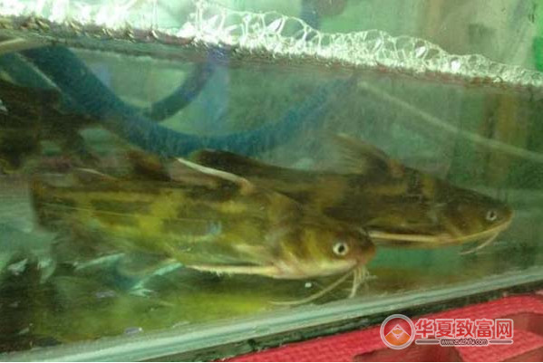 嘎鱼养殖加盟